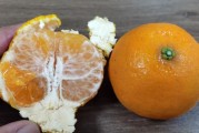 春見什么時候成熟上市（春見幾月份下市）