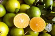 南方種植柑橘樹的技術(shù)條件_2021廣西柑橘種植面積