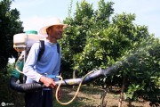 柑橘枯樹種植技術_對柑橘樹影響最大因素是什么