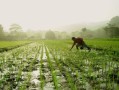 沃柑種植株距多少米好（沃柑栽苗技術）