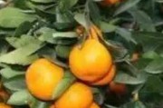 柑橘種植管理病蟲害防治_柑橘園如何進(jìn)行土壤改良