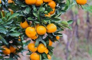 柑橘種植技術(shù)全程視頻_果農(nóng)想在網(wǎng)絡(luò)上銷售柑橘 柑橘種植技術(shù)全程視頻_果農(nóng)想在網(wǎng)絡(luò)上銷售柑橘