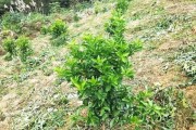 山地柑橘的種植技術(shù)_柑橘樹(shù)如何嫁接