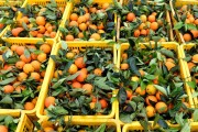廣西柑橘種植技術(shù)大全_湖南邵陽適合種植默科特柑桔嗎