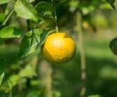 柑橘套種種植技術(shù)_花生種子誤拌除草劑還會出芽嗎