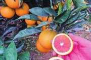 柑橘夏季種植管理技術(shù)_夏季蜜橘枝條怎么修剪