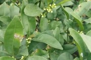 春季柑橘種植管理技術(shù)_柑橘樹苗什么時(shí)候種植最好