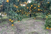 柑橘種植技術(shù)銷(xiāo)路_柑橘雜種荔枝樹(shù)可以嗎