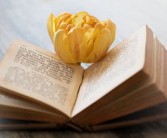 老桔樹移植技術(shù)（桔樹移植時(shí)間）