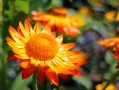 柑橘套袋幾天發(fā)芽（柑橘套袋幾天發(fā)芽?。? class=