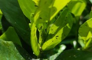 矮柑橘種植技術(shù)視頻_你覺得根本原因是什么