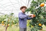 世界紅柑橘種植技術(shù)_2ph柑橘種植技術(shù)