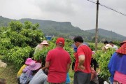 w默科特柑橘種植技術(shù)_請問專家們特早熟柑橘哪個(gè)品種成熟最早