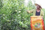 沃柑柑橘種植管理技術(shù)_12月份的沃柑怎么管理 沃柑柑橘種植管理技術(shù)_12月份的沃柑怎么管理