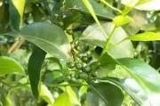 國外現(xiàn)代柑橘種植技術(shù)_沃柑蓋膜種植技術(shù)