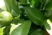 四川柑橘種植技術(shù)視頻大全_哪些技術(shù)可以反哺農(nóng)業(yè)發(fā)展呢