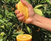 贛南臍橙為什么那有名？17.5°黃金酸甜比，橙味濃到爆炸，嫩得自己流甜汁