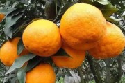 越冬柑橘品種種植技術(shù)_山東能種橘子嗎 越冬柑橘品種種植技術(shù)_山東能種橘子嗎