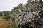 廣西不知火柑橘苗種植技術(shù)_椪柑和春柑有什么區(qū)別