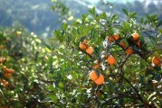 柑橘種植水肥技術(shù)_柑橘如何科學(xué)高產(chǎn)采收