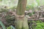 柑橘環(huán)割后病蟲害怎么辦_柑橘環(huán)割最佳時間