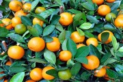 柑橘科學(xué)種植技術(shù)_901無核沃柑種植技術(shù)