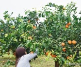 大棚柑橘的種植技術(shù)_紅美人柑橘品種優(yōu)缺點