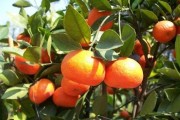 柑橘樹種植新技術(shù)最新版_柑橘生草栽培是怎樣追肥的 柑橘樹種植新技術(shù)最新版_柑橘生草栽培是怎樣追肥的