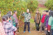 柑橘種植技術(shù)大戶(hù)_農(nóng)村老家有10多畝田地