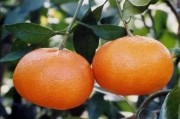 柑橘種植技術(shù)經(jīng)驗(yàn)分享_新疆可以采用溫室種植柑橘嗎 柑橘種植技術(shù)經(jīng)驗(yàn)分享_新疆可以采用溫室種植柑橘嗎