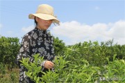 柑橘10月份病蟲(chóng)害及用藥_克菌丹柑橘花期可以用嗎 柑橘10月份病蟲(chóng)害及用藥_克菌丹柑橘花期可以用嗎