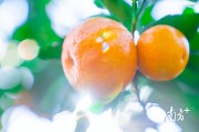 四會柑橘的種植技術(shù)_在什么地方種植沙糖桔