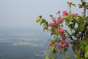 柑橘病蟲(chóng)害防治方法有哪些呢(柑橘病蟲(chóng)害防治方法大全) 柑橘病蟲(chóng)害防治方法有哪些呢(柑橘病蟲(chóng)害防治方法大全)