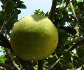 眉山春見(jiàn)收購(gòu)價(jià)格表（眉山春見(jiàn)現(xiàn)在什么價(jià)格）