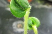 柑橘種植技術(shù)管理培訓(xùn)總結(jié)（柑橘栽培技術(shù)培訓(xùn)考試題）