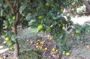 主動(dòng)干預(yù)柑橘種植技術(shù)_廣西柑橘的收購(gòu)價(jià)會(huì)不會(huì)大漲呢