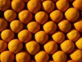 柑橘保花保果藥佳配方（柑橘?；ū９r(nóng)藥最佳配方）