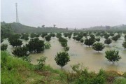 柑橘松土種植技術(shù)_貢柑第一次保果后淋水肥好嗎