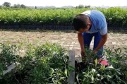 種植春見(jiàn)柑橘技術(shù)_耙耙柑又甜又化渣