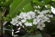 柑橘種植的技術(shù)是什么_東北柑橘種植技術(shù)