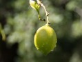 廣西柑橘在加工技術(shù)落后方面有問題，產(chǎn)業(yè)升級(jí)亟待突破瓶頸