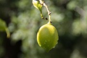 廣西柑橘在加工技術(shù)落后方面有問題，產(chǎn)業(yè)升級(jí)亟待突破瓶頸