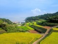 科技賦能鄉(xiāng)村振興：明溪柑桔種植合作社引領(lǐng)果農(nóng)增收新路徑