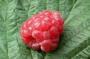 耙耙柑幾月份果子成熟？成熟期管理技巧與最佳采摘時(shí)間解析