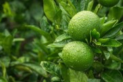 低溫多雨柑橘病蟲害防治專業(yè)知識（引起柑橘低溫凍害的類型有哪些）