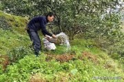 春夏季柑橘種植技術(shù)_柑桔一年四季都可以用的農(nóng)藥