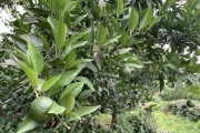 柑橘秋梢種植技術(shù)_用什么肥料使柑橘秋梢老熟快 柑橘秋梢種植技術(shù)_用什么肥料使柑橘秋梢老熟快