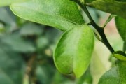 柑橘哪些病蟲害最嚴重_苯甲丙環(huán)唑在柑橘上的應用