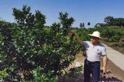 柑橘種植技術(shù) 大雅_糖尿病人可以吃金桔嗎