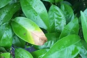 柑橘春梢的病蟲害防治_春梢期是柑橘促花的最后機(jī)會(huì)